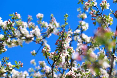 Elma çiçekleri, bulanık doğa arka planının üzerinde çiçek açar. Bahar çiçekleri. Bahar Arkaplanı