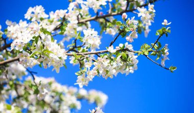 Elma çiçekleri, bulanık doğa arka planının üzerinde çiçek açar. Bahar çiçekleri. Bahar Arkaplanı