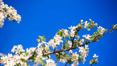Elma çiçekleri, bulanık doğa arka planının üzerinde çiçek açar. Bahar çiçekleri. Bahar Arkaplanı