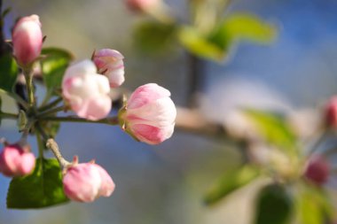Elma çiçekleri, bulanık doğa arka planının üzerinde çiçek açar. Bahar çiçekleri. Bahar Arkaplanı