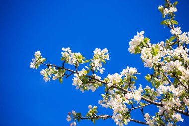 Elma çiçekleri, bulanık doğa arka planının üzerinde çiçek açar. Bahar çiçekleri. Bahar Arkaplanı