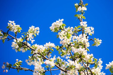 Elma çiçekleri, bulanık doğa arka planının üzerinde çiçek açar. Bahar çiçekleri. Bahar Arkaplanı