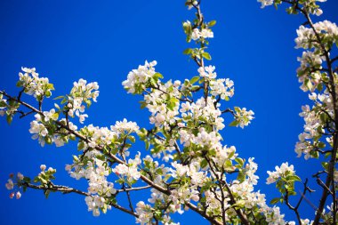 Elma çiçekleri, bulanık doğa arka planının üzerinde çiçek açar. Bahar çiçekleri. Bahar Arkaplanı