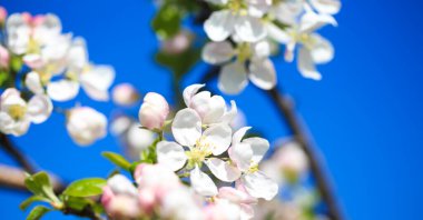 Elma çiçekleri, bulanık doğa arka planının üzerinde çiçek açar. Bahar çiçekleri. Bahar Arkaplanı