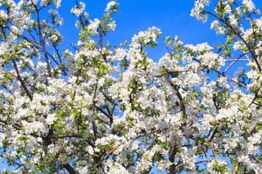 Elma çiçekleri, bulanık doğa arka planının üzerinde çiçek açar. Bahar çiçekleri. Bahar Arkaplanı