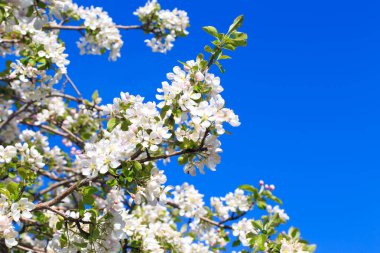 Elma çiçekleri, bulanık doğa arka planının üzerinde çiçek açar. Bahar çiçekleri. Bahar Arkaplanı