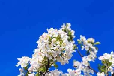 Elma çiçekleri, bulanık doğa arka planının üzerinde çiçek açar. Bahar çiçekleri. Bahar Arkaplanı