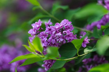 Leylak çiçekleri. Çiçekli leylağın güzel bahar arkaplanı. Seçici yumuşak odak, yüzeysel alan derinliği. Bulanık görüntü, bahar arkaplanı. Mor, eflatun ve beyaz.