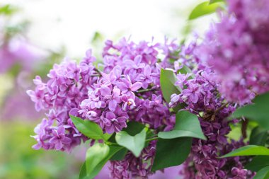 Leylak çiçekleri. Çiçekli leylağın güzel bahar arkaplanı. Seçici yumuşak odak, yüzeysel alan derinliği. Bulanık görüntü, bahar arkaplanı. Mor, eflatun ve beyaz.