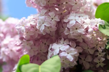 Leylak çiçekleri. Çiçekli leylağın güzel bahar arkaplanı. Seçici yumuşak odak, yüzeysel alan derinliği. Bulanık görüntü, bahar arkaplanı. Mor, eflatun ve beyaz.
