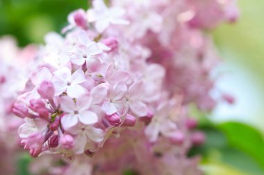 Leylak çiçekleri. Çiçekli leylağın güzel bahar arkaplanı. Seçici yumuşak odak, yüzeysel alan derinliği. Bulanık görüntü, bahar arkaplanı. Mor, eflatun ve beyaz.