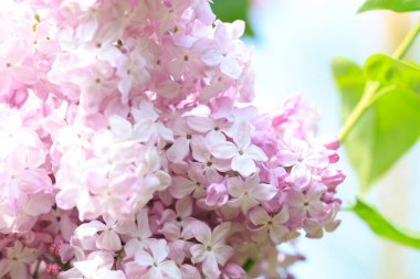 Leylak çiçekleri. Çiçekli leylağın güzel bahar arkaplanı. Seçici yumuşak odak, yüzeysel alan derinliği. Bulanık görüntü, bahar arkaplanı. Mor, eflatun ve beyaz.