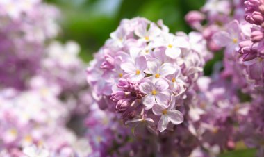 Leylak çiçekleri. Çiçekli leylağın güzel bahar arkaplanı. Seçici yumuşak odak, yüzeysel alan derinliği. Bulanık görüntü, bahar arkaplanı. Mor, eflatun ve beyaz.