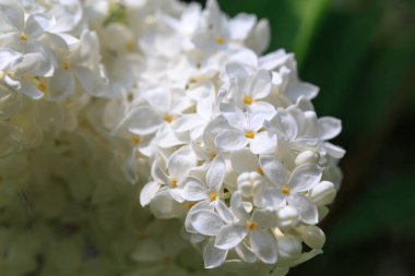Leylak çiçekleri. Çiçekli leylağın güzel bahar arkaplanı. Seçici yumuşak odak, yüzeysel alan derinliği. Bulanık görüntü, bahar arkaplanı. Mor, eflatun ve beyaz.