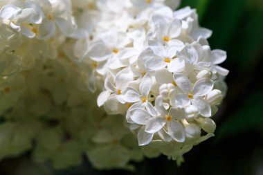 Leylak çiçekleri. Çiçekli leylağın güzel bahar arkaplanı. Seçici yumuşak odak, yüzeysel alan derinliği. Bulanık görüntü, bahar arkaplanı. Mor, eflatun ve beyaz.