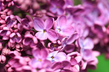 Leylak çiçekleri. Çiçekli leylağın güzel bahar arkaplanı. Seçici yumuşak odak, yüzeysel alan derinliği. Bulanık görüntü, bahar arkaplanı. Mor, eflatun ve beyaz.