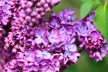 Leylak çiçekleri. Çiçekli leylağın güzel bahar arkaplanı. Seçici yumuşak odak, yüzeysel alan derinliği. Bulanık görüntü, bahar arkaplanı. Mor, eflatun ve beyaz.