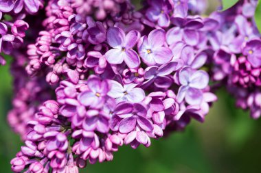 Leylak çiçekleri. Çiçekli leylağın güzel bahar arkaplanı. Seçici yumuşak odak, yüzeysel alan derinliği. Bulanık görüntü, bahar arkaplanı. Mor, eflatun ve beyaz.