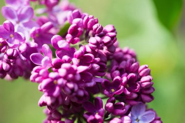 Leylak çiçekleri. Çiçekli leylağın güzel bahar arkaplanı. Seçici yumuşak odak, yüzeysel alan derinliği. Bulanık görüntü, bahar arkaplanı. Mor, eflatun ve beyaz.