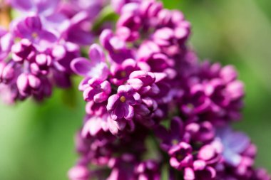 Leylak çiçekleri. Çiçekli leylağın güzel bahar arkaplanı. Seçici yumuşak odak, yüzeysel alan derinliği. Bulanık görüntü, bahar arkaplanı. Mor, eflatun ve beyaz.