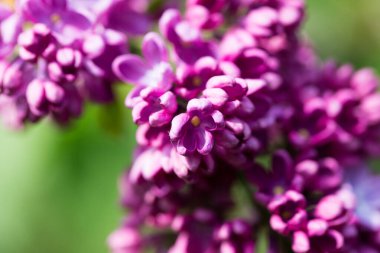 Leylak çiçekleri. Çiçekli leylağın güzel bahar arkaplanı. Seçici yumuşak odak, yüzeysel alan derinliği. Bulanık görüntü, bahar arkaplanı. Mor, eflatun ve beyaz.