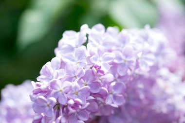 Leylak çiçekleri. Çiçekli leylağın güzel bahar arkaplanı. Seçici yumuşak odak, yüzeysel alan derinliği. Bulanık görüntü, bahar arkaplanı. Mor, eflatun ve beyaz.