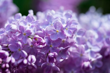 Leylak çiçekleri. Çiçekli leylağın güzel bahar arkaplanı. Seçici yumuşak odak, yüzeysel alan derinliği. Bulanık görüntü, bahar arkaplanı. Mor, eflatun ve beyaz.