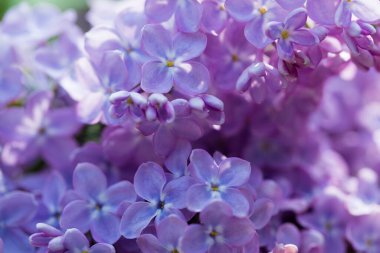 Leylak çiçekleri. Çiçekli leylağın güzel bahar arkaplanı. Seçici yumuşak odak, yüzeysel alan derinliği. Bulanık görüntü, bahar arkaplanı. Mor, eflatun ve beyaz.