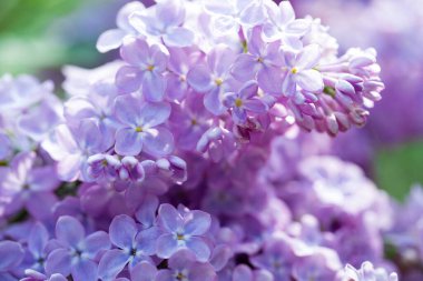Leylak çiçekleri. Çiçekli leylağın güzel bahar arkaplanı. Seçici yumuşak odak, yüzeysel alan derinliği. Bulanık görüntü, bahar arkaplanı. Mor, eflatun ve beyaz.