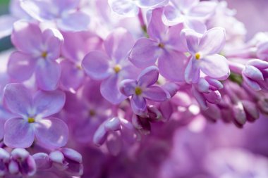 Leylak çiçekleri. Çiçekli leylağın güzel bahar arkaplanı. Seçici yumuşak odak, yüzeysel alan derinliği. Bulanık görüntü, bahar arkaplanı. Mor, eflatun ve beyaz.