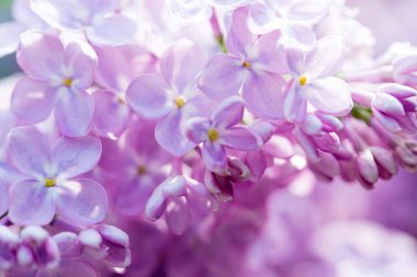 Leylak çiçekleri. Çiçekli leylağın güzel bahar arkaplanı. Seçici yumuşak odak, yüzeysel alan derinliği. Bulanık görüntü, bahar arkaplanı. Mor, eflatun ve beyaz.