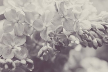 Leylak çiçekleri. Çiçekli leylağın güzel bahar arkaplanı. Seçici yumuşak odak, yüzeysel alan derinliği. Bulanık görüntü, bahar arkaplanı. Mor, eflatun ve beyaz.