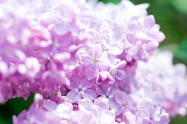 Leylak çiçekleri. Çiçekli leylağın güzel bahar arkaplanı. Seçici yumuşak odak, yüzeysel alan derinliği. Bulanık görüntü, bahar arkaplanı. Mor, eflatun ve beyaz.