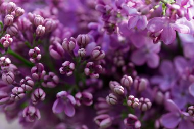 Leylak çiçekleri. Çiçekli leylağın güzel bahar arkaplanı. Seçici yumuşak odak, yüzeysel alan derinliği. Bulanık görüntü, bahar arkaplanı. Mor, eflatun ve beyaz.