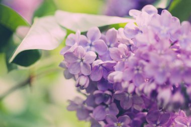 Leylak çiçekleri. Çiçekli leylağın güzel bahar arkaplanı. Seçici yumuşak odak, yüzeysel alan derinliği. Bulanık görüntü, bahar arkaplanı. Mor, eflatun ve beyaz.