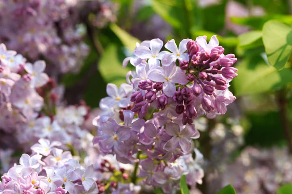 Lilac flowers. Beautiful spring background of flowering lilac. Selective soft focus, shallow depth of field. Blurred image, spring background. Purple, lilac and white.