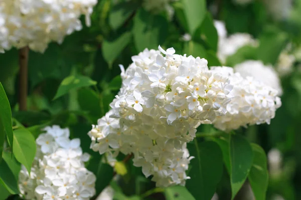Leylak çiçekleri. Çiçekli leylağın güzel bahar arkaplanı. Seçici yumuşak odak, yüzeysel alan derinliği. Bulanık görüntü, bahar arkaplanı. Mor, eflatun ve beyaz.