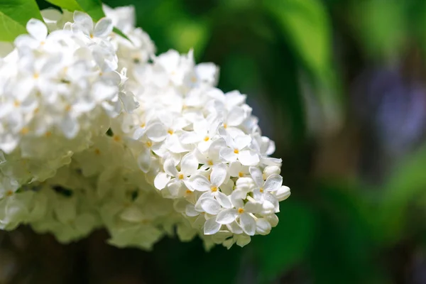 Lilac Flowers Beautiful Spring Background Flowering Lilac Selective Soft Focus — Stock Photo, Image