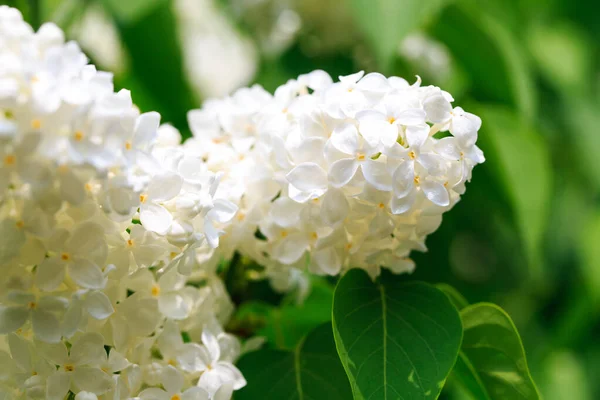 Lilacblommor Vacker Vår Bakgrund Blommande Lila Selektivt Mjukt Fokus Kort — Stockfoto