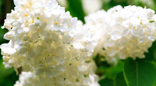 Lilac Flowers Beautiful Spring Background Flowering Lilac Selective Soft Focus — Stock Photo, Image