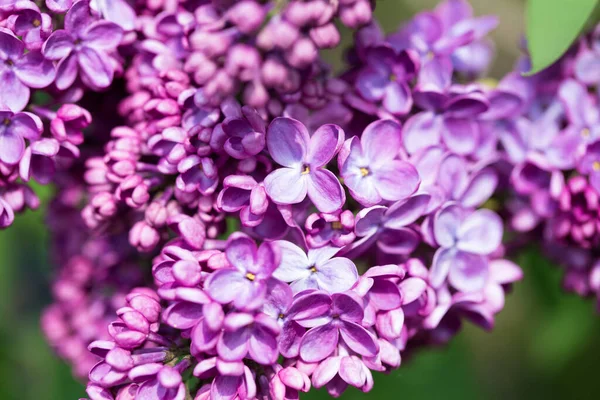 Lilac flowers. Beautiful spring background of flowering lilac. Selective soft focus, shallow depth of field. Blurred image, spring background. Purple, lilac and white.