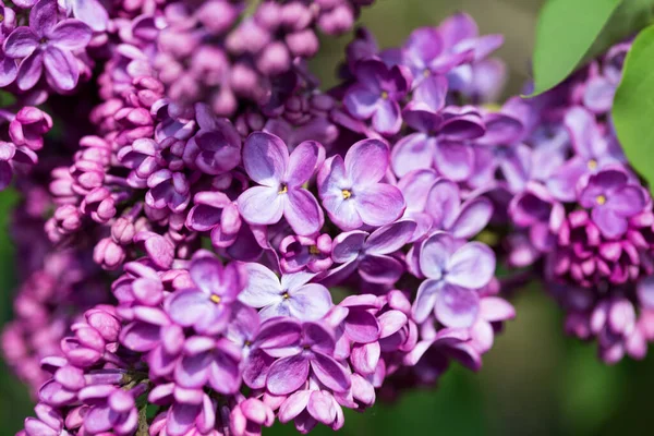 Lilac flowers. Beautiful spring background of flowering lilac. Selective soft focus, shallow depth of field. Blurred image, spring background. Purple, lilac and white.