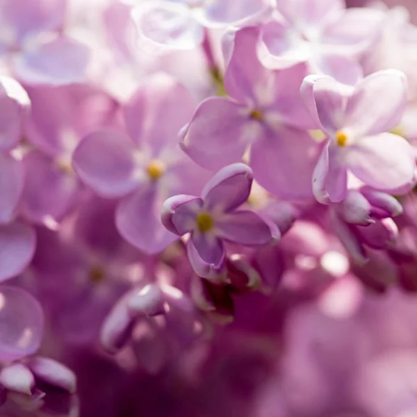 Flores Lilás Fundo Bela Primavera Floração Lilás Foco Suave Seletivo — Fotografia de Stock