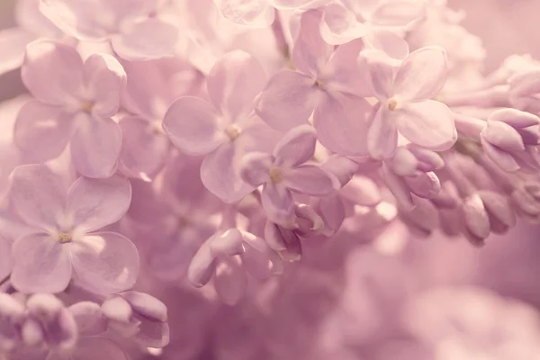 Lilac Flowers Beautiful Spring Background Flowering Lilac Selective Soft Focus — Stock Photo, Image