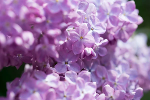 Flores Lilás Fundo Bela Primavera Floração Lilás Foco Suave Seletivo — Fotografia de Stock