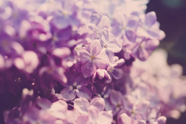 ライラックの花 ライラックの開花の美しい春の背景 選択的なソフトフォーカス フィールドの浅い深さ ぼやけたイメージ 春の背景 ライラック — ストック写真
