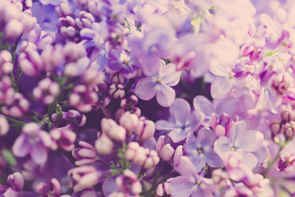 Lilac flowers. Beautiful spring background of flowering lilac. Selective soft focus, shallow depth of field. Blurred image, spring background. Purple, lilac and white.