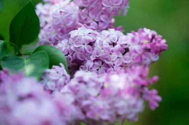 Leylak çiçekleri. Çiçekli leylağın güzel bahar arkaplanı. Seçici yumuşak odak, yüzeysel alan derinliği. Bulanık görüntü, bahar arkaplanı. Mor, eflatun ve beyaz.