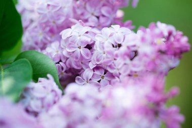 Leylak çiçekleri. Çiçekli leylağın güzel bahar arkaplanı. Seçici yumuşak odak, yüzeysel alan derinliği. Bulanık görüntü, bahar arkaplanı. Mor, eflatun ve beyaz.
