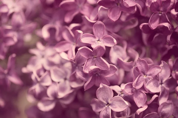 Lilac Flowers Beautiful Spring Background Flowering Lilac Selective Soft Focus — Stock Photo, Image